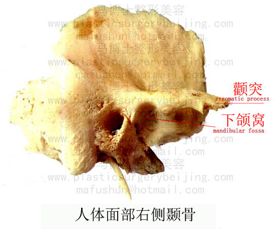 颞骨 颞骨