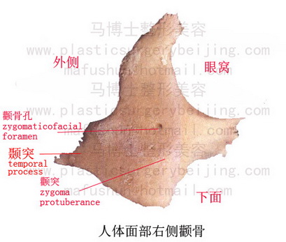 颧骨 颧骨