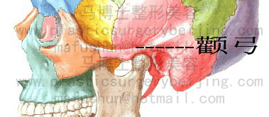 颧弓侧面观察 颧弓侧面观察