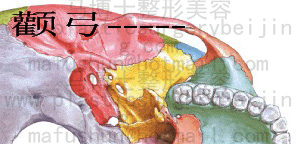 颧弓从下方观察 颧弓从下方观察